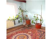 Apartament 3 camere de vanzare in Ploiesti, zona Cantacuzino
